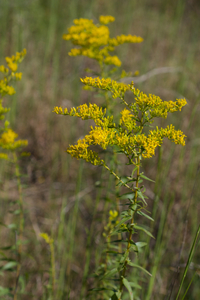 Sweet Goldenrod