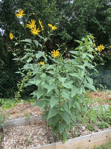 Jerusalem artichoke