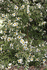 Camellia yunnanensis