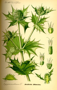 Sea Holly