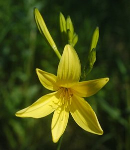 Yellow Day Lily