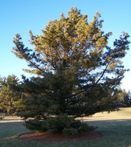 Korean Nut Pine