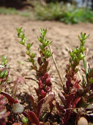 Veronica peregrina