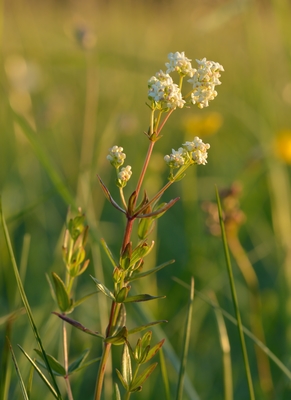 Galium boreale