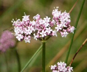 Valerian