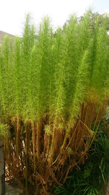 Artemisia scoparia