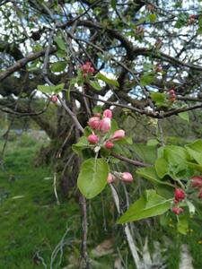 Apple blossoms