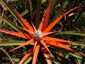 Bayonet bromeliad