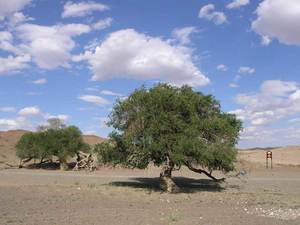 Siberian Elm