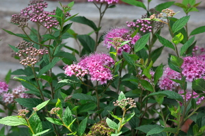 Japanese Spiraea