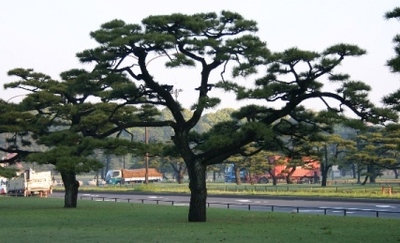 Pinus thunbergii