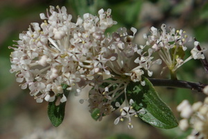 Fendler's Ceanothus