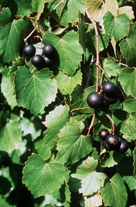 Muscadine Grape