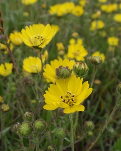 Chile Tarweed