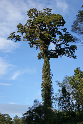 Dacrydium cupressinum