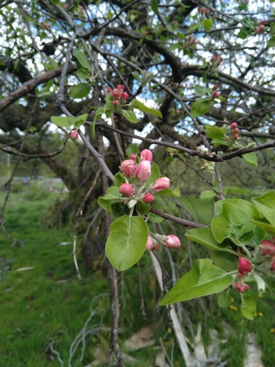 Apple blossoms