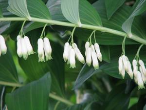 Solomon's Seal