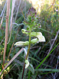 Swamp Lousewort