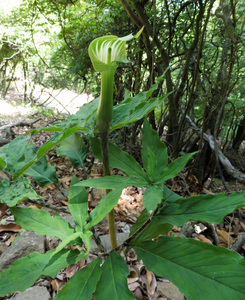 Arisaema serratum