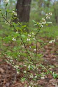 Rabbit-Eye Blueberry