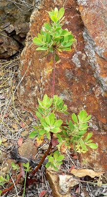 Arctostaphylos parryana