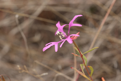 Clarkia pulchella