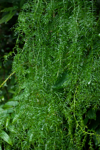 Chinese Asparagus