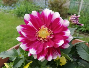 Dahlia