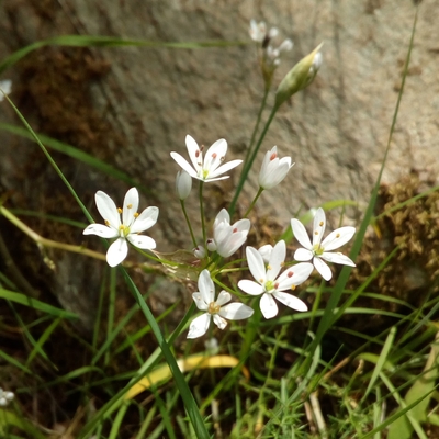 Allium subhirsutum