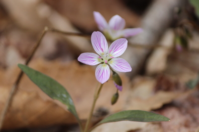 Claytonia caroliniana