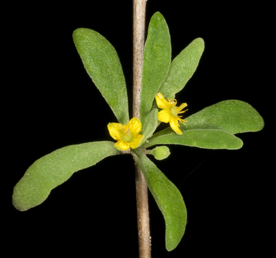 Tetragonia implexicoma