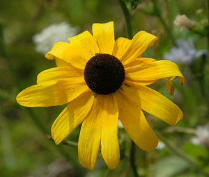 Black Eyed Susan