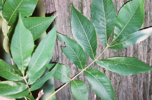 Shellbark hickory