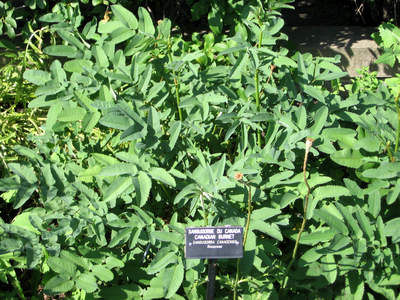 Sanguisorba canadensis