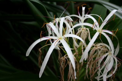 Crinum asiaticum