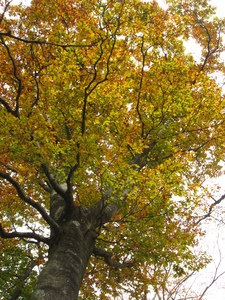 Japanese Beech