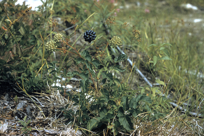 Aralia hispida