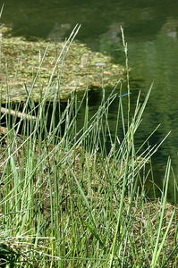 Floating Manna Grass