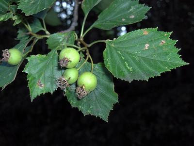 Crataegus pruinosa