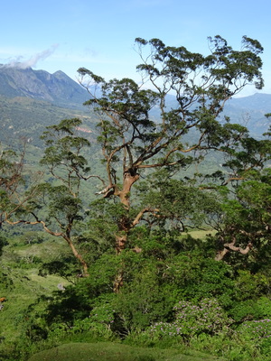 Eucalyptus urophylla