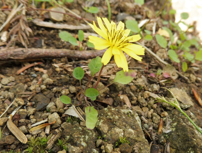 Ixeris stolonifera