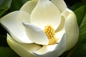 Southern Magnolia