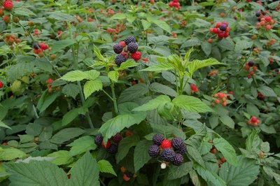 Rubus coreanus