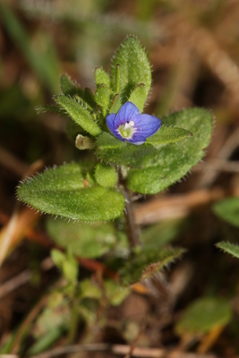 Veronica arvensis