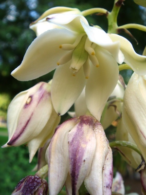 Yucca aloifolia