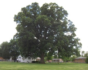 Swamp Chestnut Oak