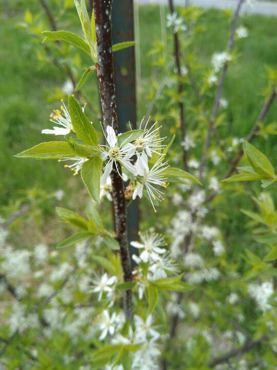 Plum blossoms