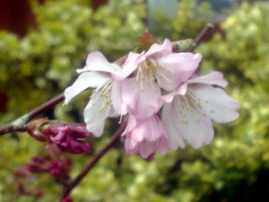 Japanese Alpine Cherry