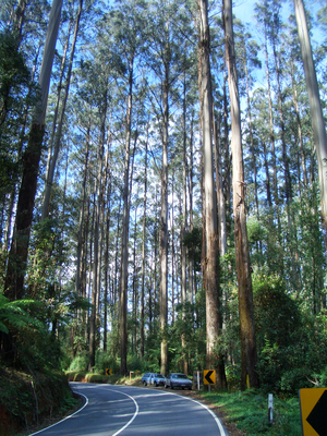 Eucalyptus regnans