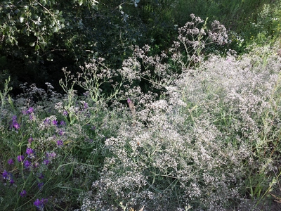 Gypsophila paniculata